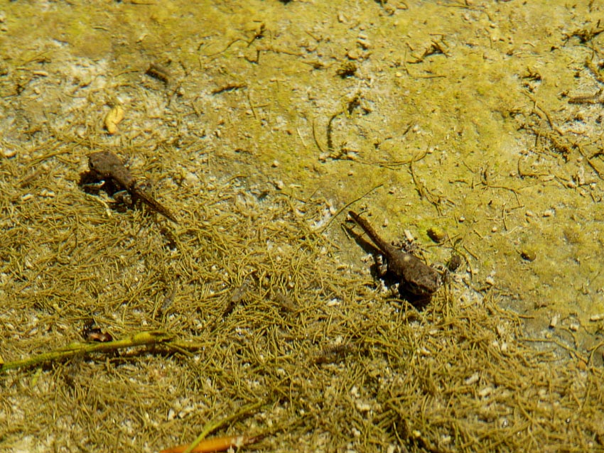 Rio Salivoli (Piombino) - rospi smeraldini in citt!